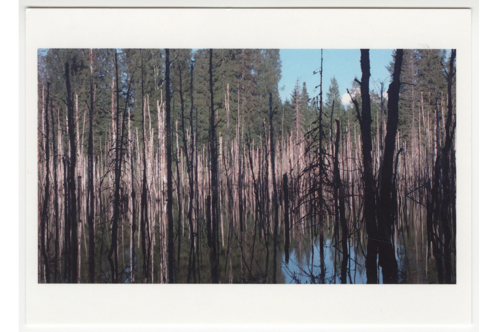 Vaakatasoinen postikortti, jossa kuva metsäisestä vesialuuesta.