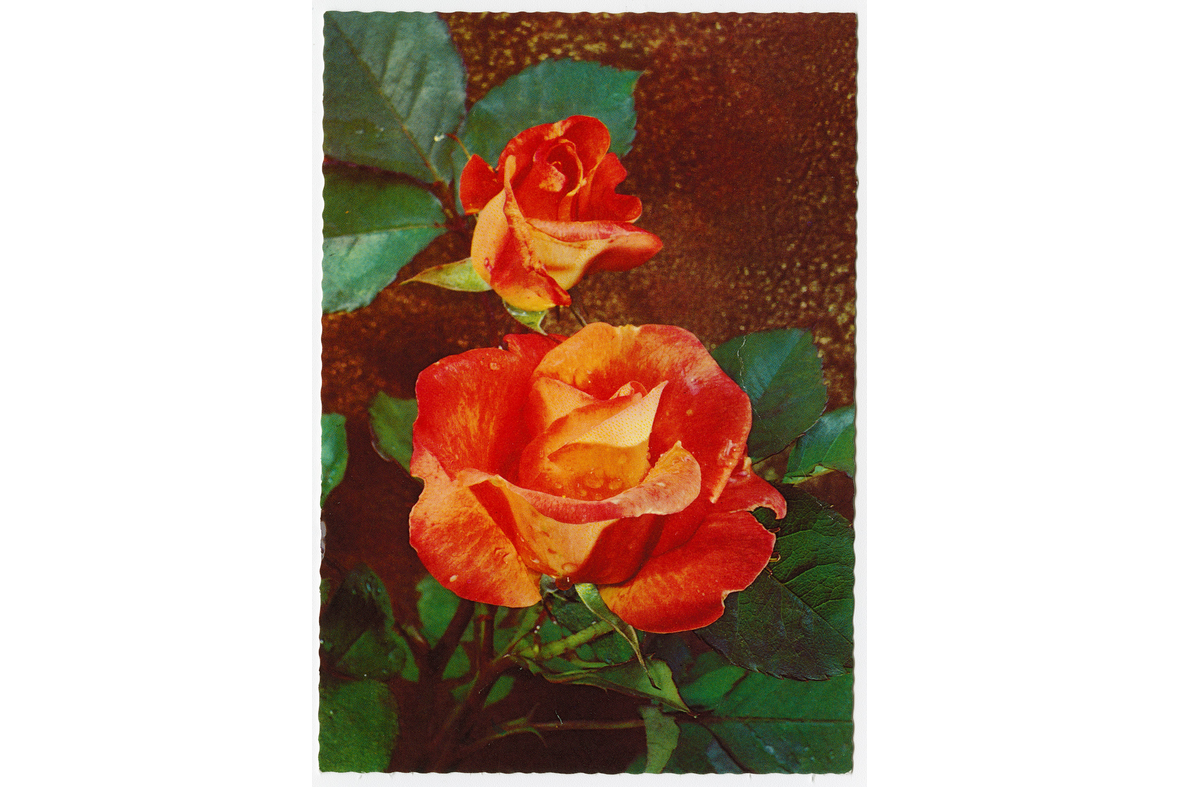 Pystytasoinen postikortti, jossa on kaksi ruusua ruskeaa taustaa vasten.