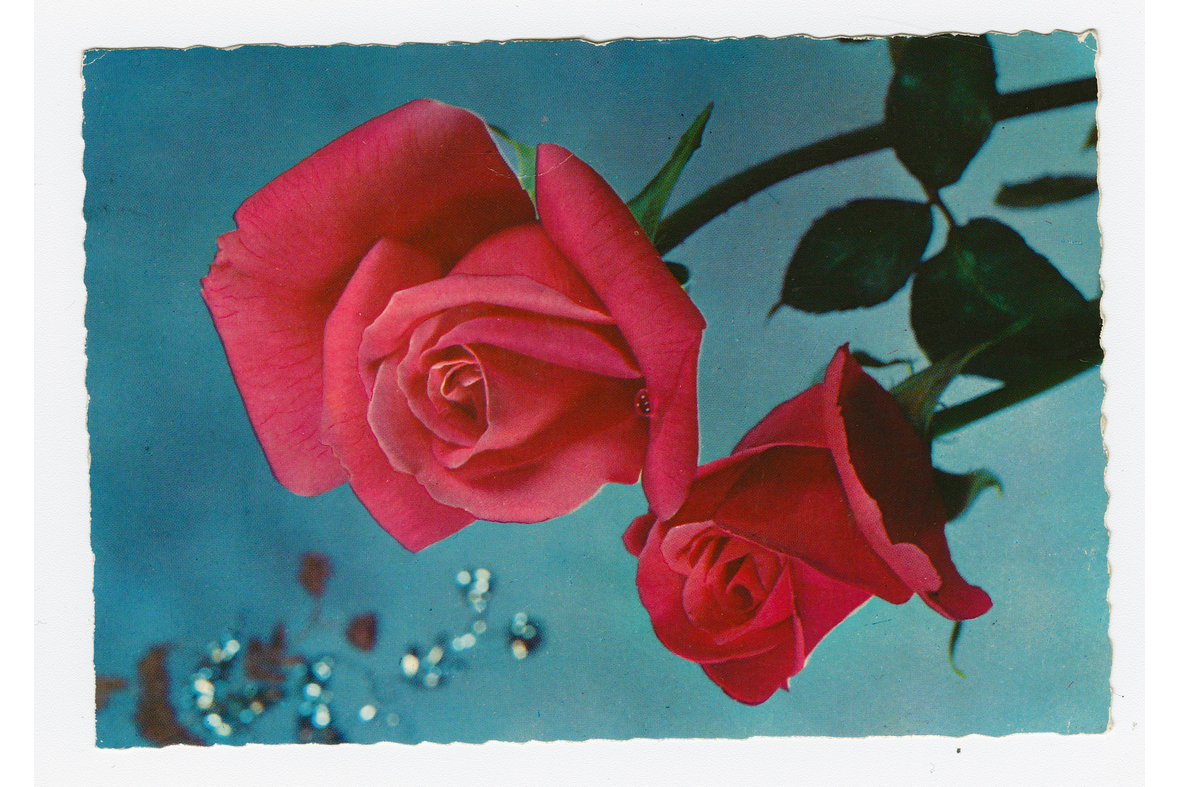 Kahden ruusun kuva kortissa, jossa on valkoiset reunat.