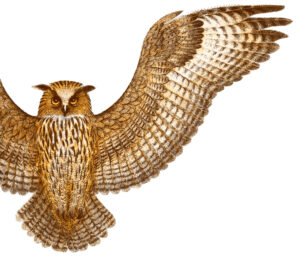 Erik Bruunin piirtämä huuhkaja.