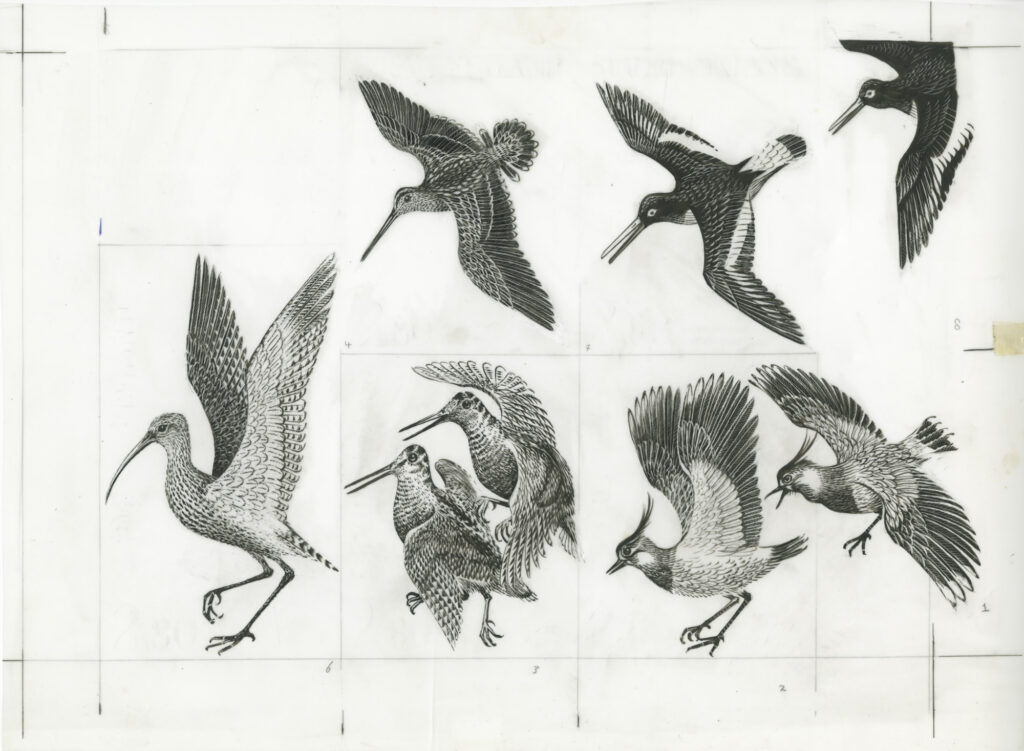Mustavalkoinen tussipiirustus, jossa on Erik Bruunin piirtämänä kuusi erilaista lintua.