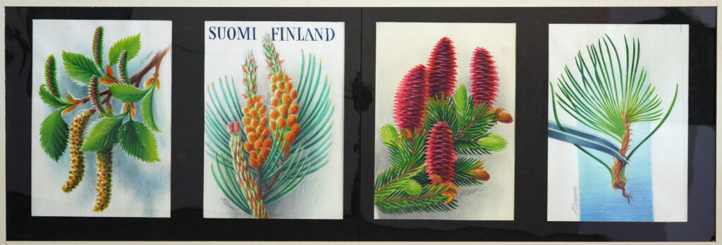 Mustalle pohjalle kiinnitettynä neljä piirustusta, jotka esittävät havupuiden ja koivun kukintoja.